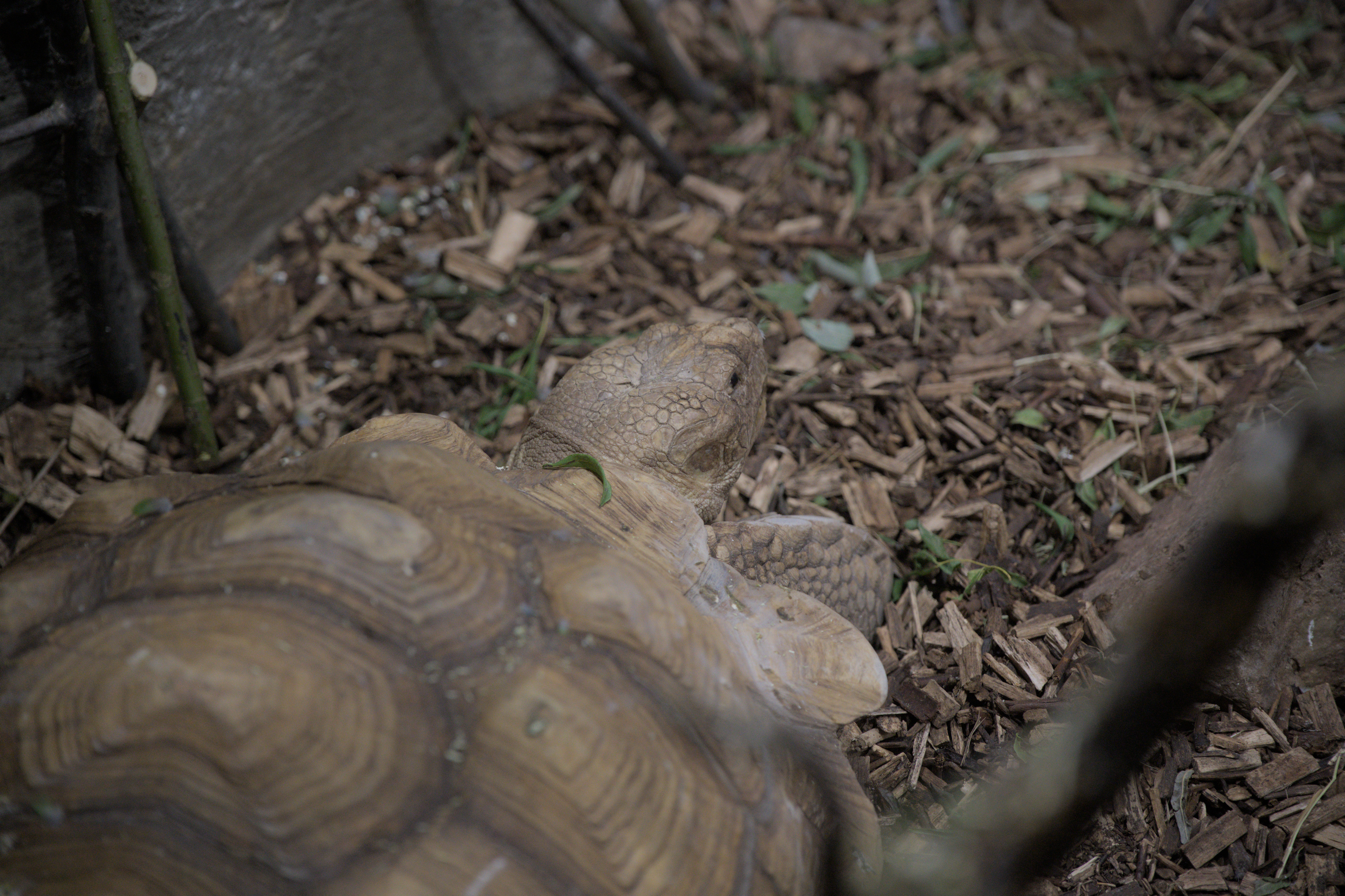 2025/10/12 - zoo/DSC_0319.jpg
